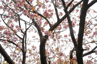 A picture of a pink flower tree.