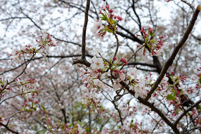 A picture of a branch of a cherry blossom blooming.