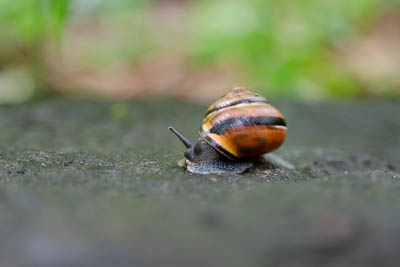 A picture of a snail.