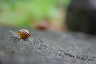 A picture of a snail snailing away.