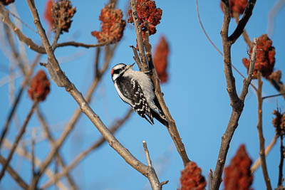 A picture of a Downy Woodpecker.